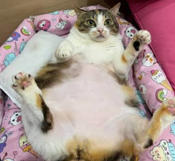 Neng Molen - Catinfluencer Bandung